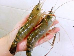 国产对白虾是淡水虾吗,揭秘淡水与海水虾的奥秘