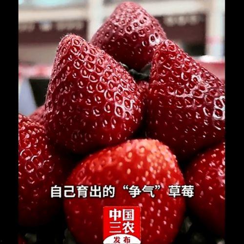 国产草莓在线,甜蜜滋味，绿色健康新选择